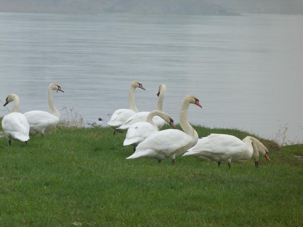 Les Gites De Colliers Muides-sur-Loire Ruang foto