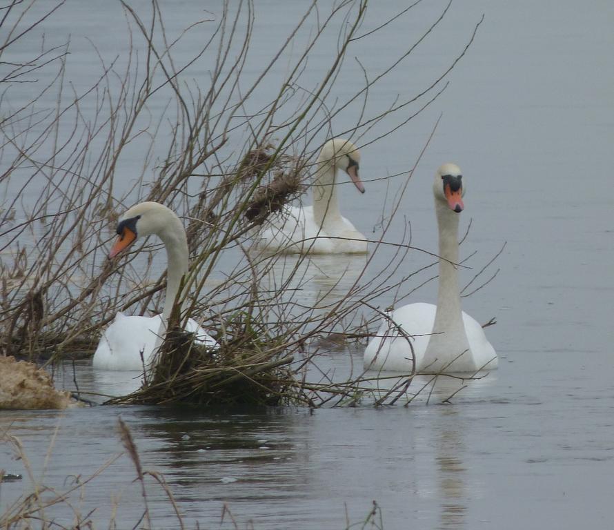 Les Gites De Colliers Muides-sur-Loire Ruang foto
